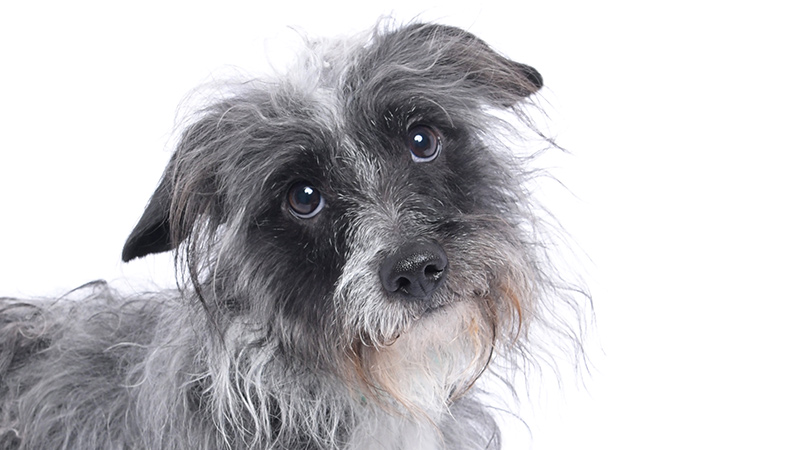 Photo of a dog